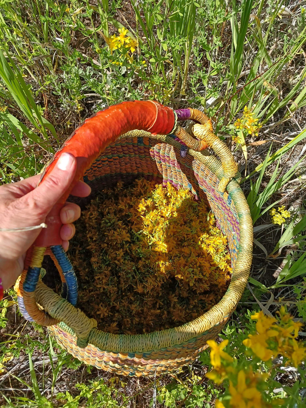 Saint (St.) John's Wort Flower Infused Olive Oil
