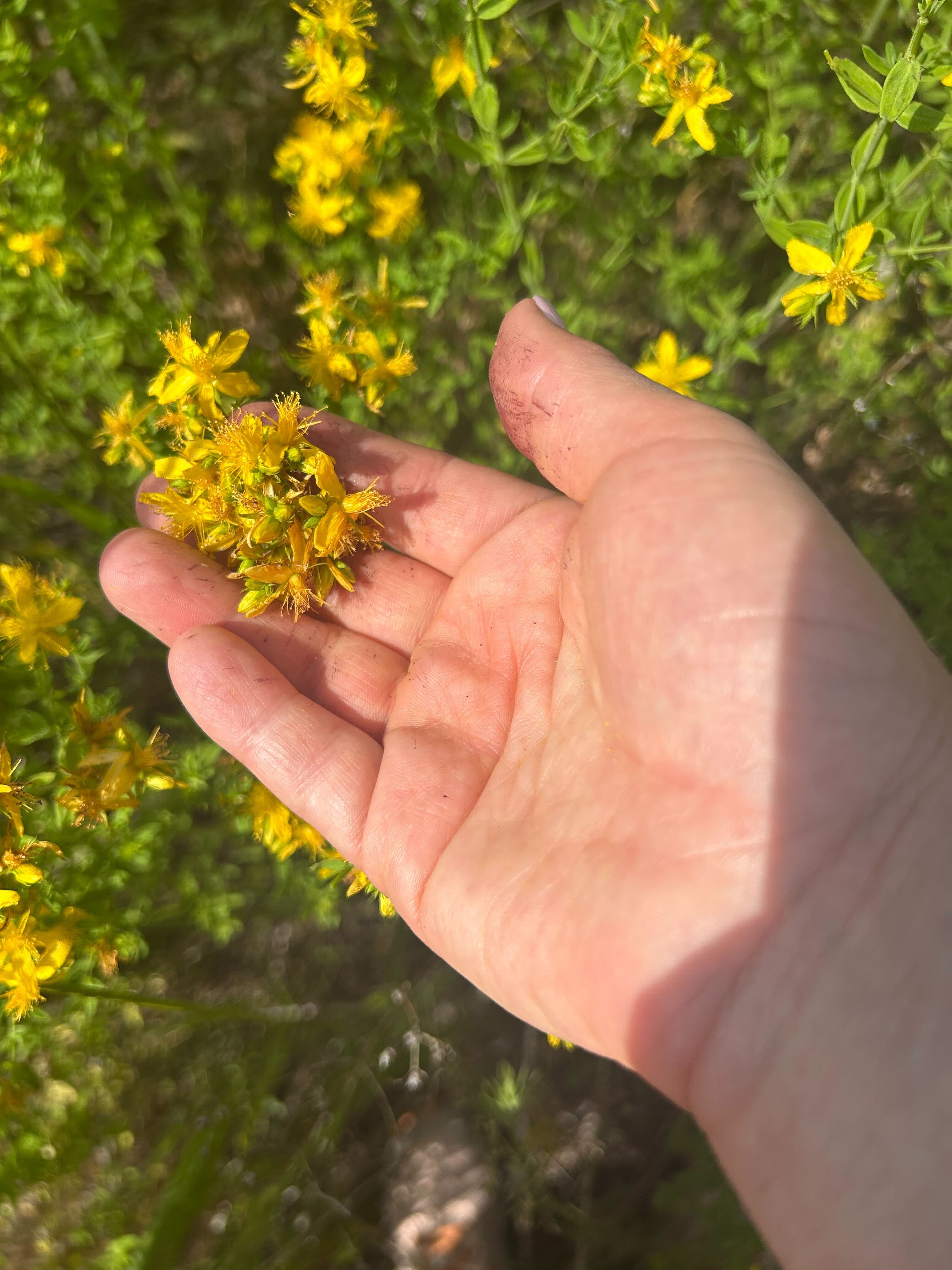 Saint (St.) John's Wort Flower Infused Olive Oil