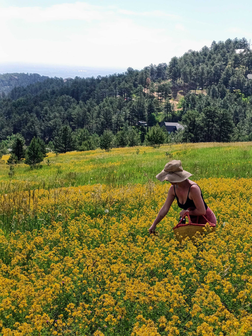 Saint (St.) John's Wort Flower Infused Olive Oil