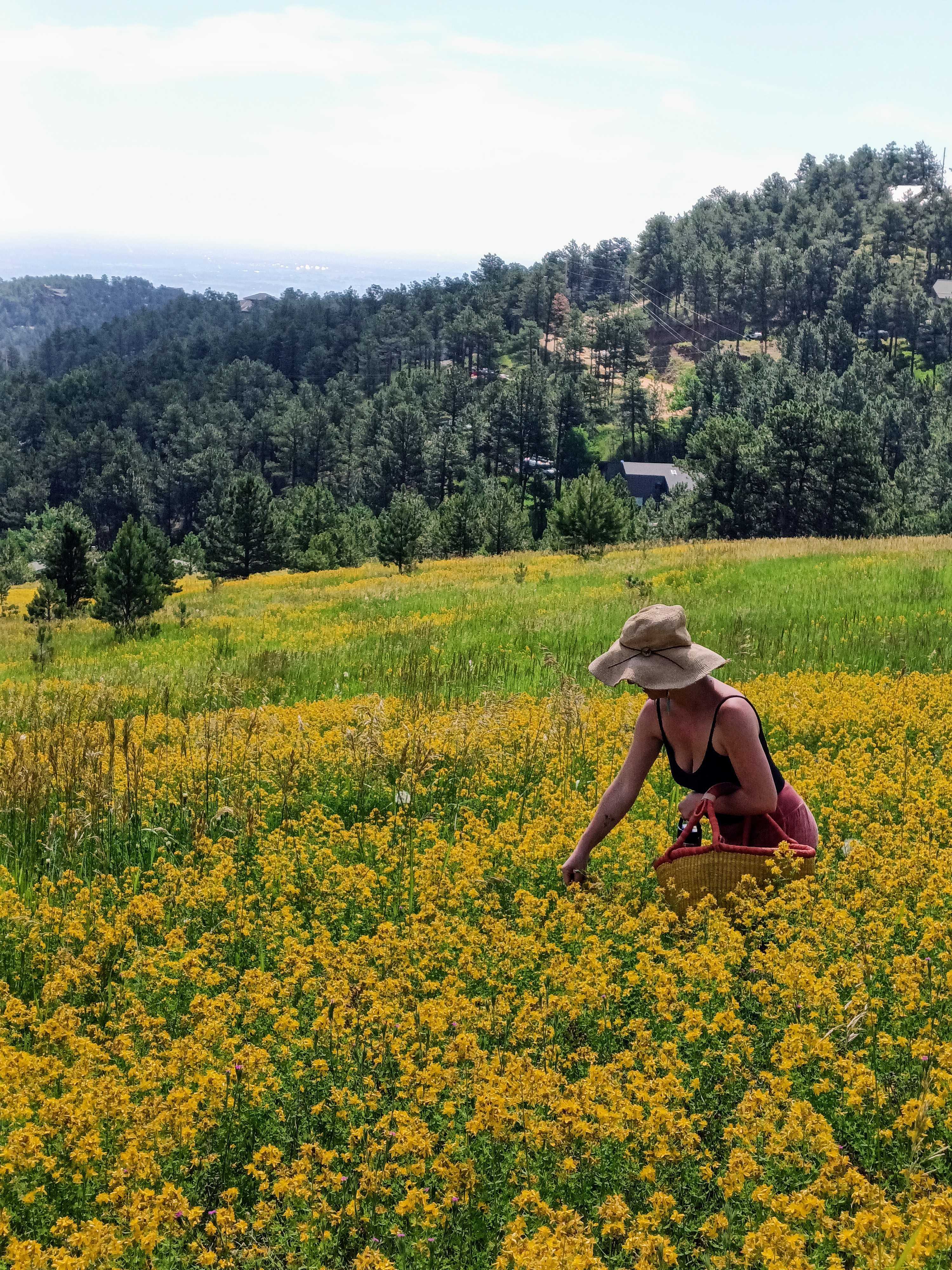 Saint (St.) John's Wort Flower Infused Olive Oil